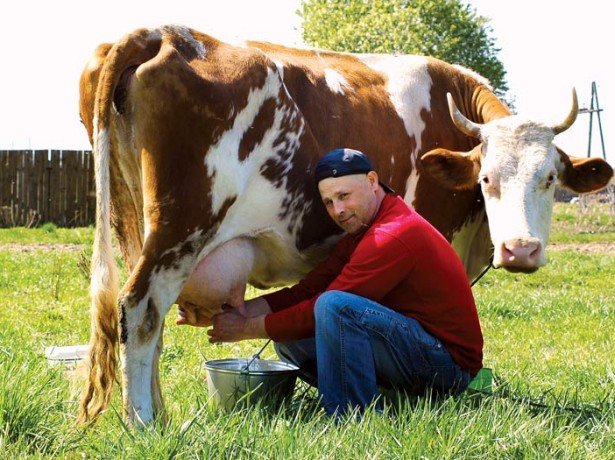Скільки живе корова-що впливає на тривалість її життя?
