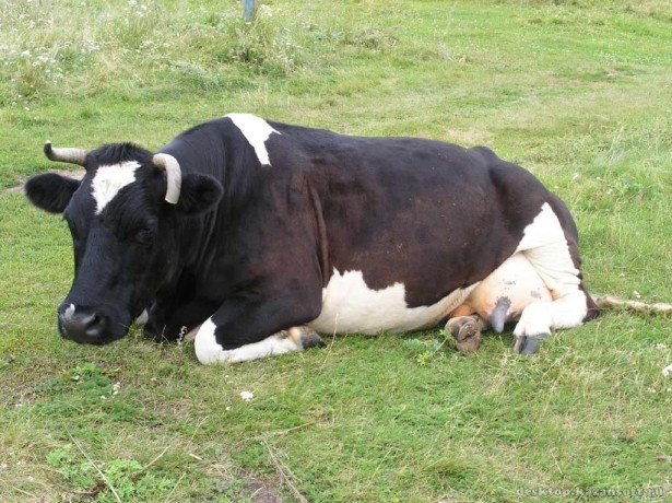 Скільки живе корова-що впливає на тривалість її життя?