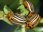 Народні засоби для захисту від колорадського жука