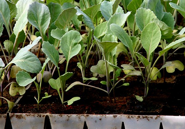 Цвітна капуста-вирощування з насіння і подальший догляд