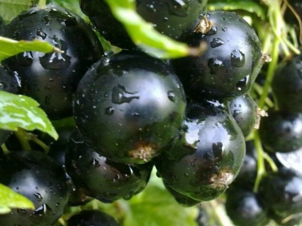Чорна смородина пігмей: уральська стійкість рослини і південна ніжність ягід