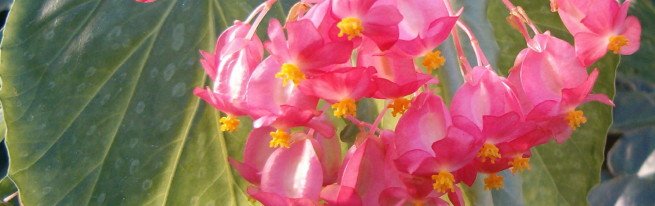 Бегонія коралова-розмноження і догляд