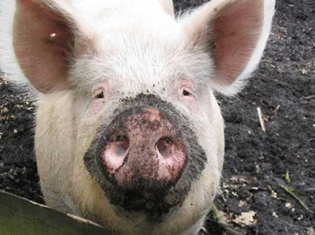 Утримання свиней-про що потрібно знати, щоб домогтися успіху в свинарстві?
