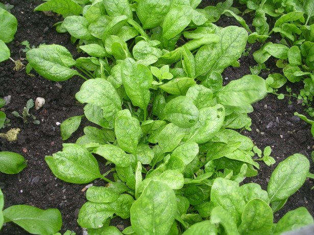 Як виростити шпинат в городі і на присадибній ділянці