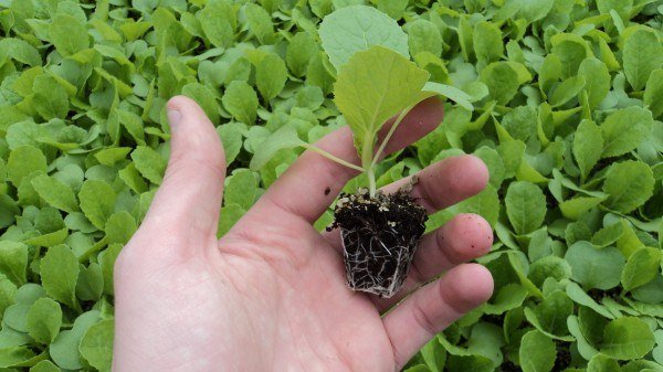 Капуста пекінська-вирощування і догляд за першими весняними овочами