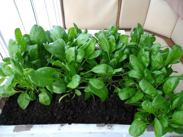 Як виростити шпинат в городі і на присадибній ділянці