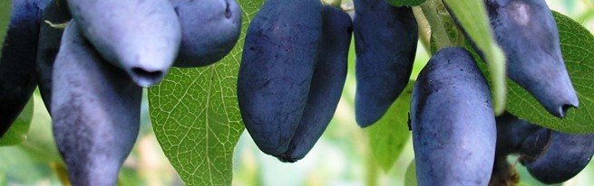 Посадка груші восени-головні особливості цього процесу