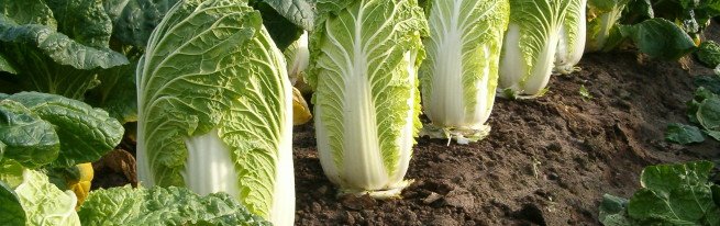 Капуста пекінська-вирощування і догляд за першими весняними овочами