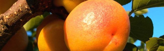 Абрикос фаворит-солодкі і соковиті плоди для всієї родини