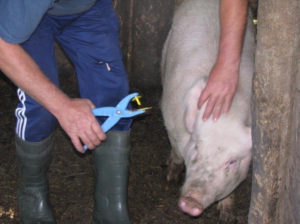 Африканська чума свиней-чим вона небезпечна, як проявляється, і чи можна вберегти тварин від зараження?