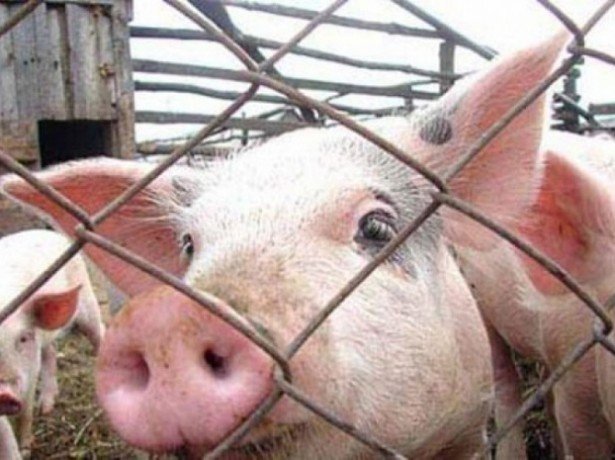 Африканська чума свиней-чим вона небезпечна, як проявляється, і чи можна вберегти тварин від зараження?