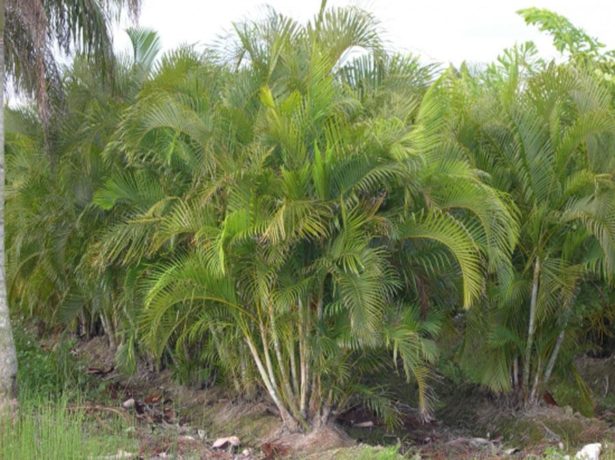 Матеріали-дерево або кераміка. Такі ємності важче, менше шансів, що пальма випадково перекинеться. Діаметр горщика кожен раз збільшують на 8-10 см.обовязкова наявність широкого дренажного отвору.