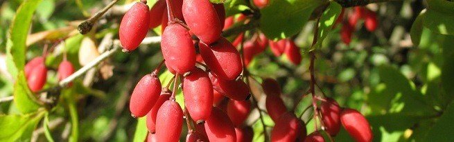 Барбарис-корисні властивості на службі здоровя