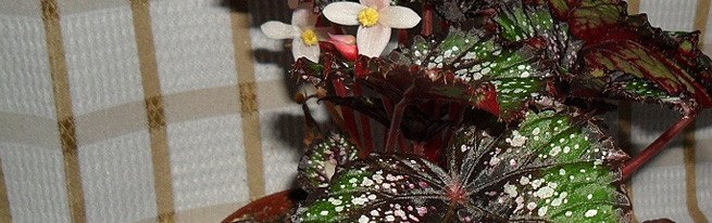 Бегонія ампельна-секрети успішного вирощування