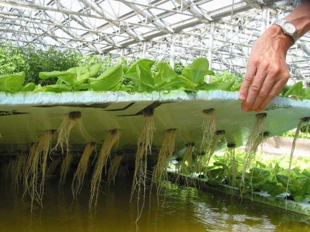 Вирощування салату на гідропоніці - як спосіб побудови бізнесу