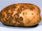 Картопля невський: ростимо високоврожайну культуру правильно