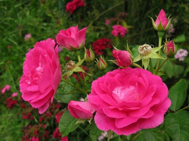 Чим гарні кущові троянди різних видів, і в чому особливості догляду за ними?