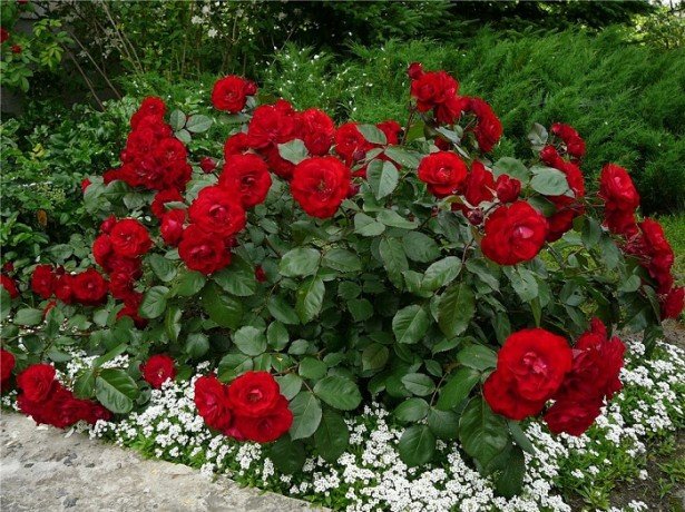 Чим гарні кущові троянди різних видів, і в чому особливості догляду за ними?