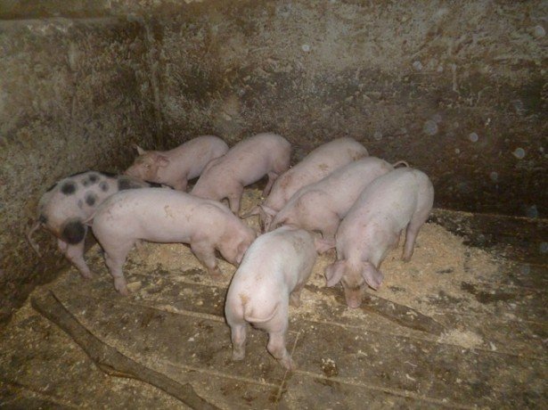 Чим годувати свиней і як правильно скласти раціон