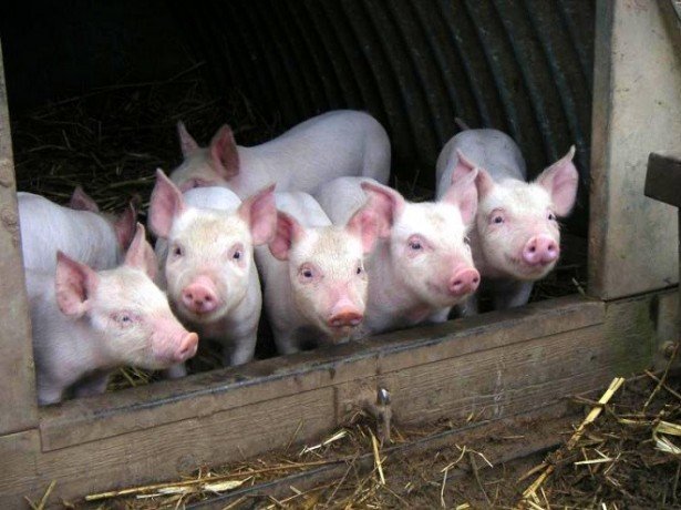 Чим годувати свиней і як правильно скласти раціон