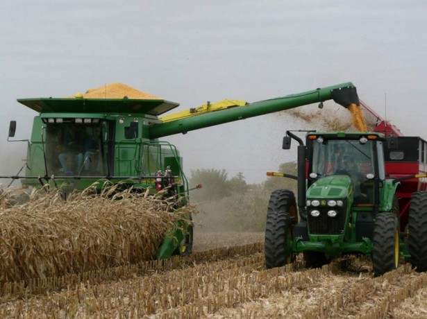Чим відрізняється збирання кукурудзи на зерно від збирання на силос