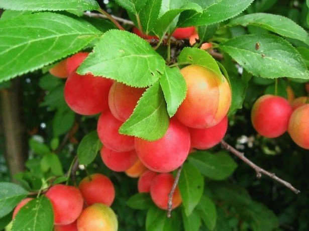 Черевишня, вишнеслива і церападус-дивовижні гібриди вишні