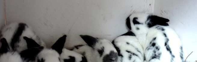 Особливості вирощування цукрової кукурудзи на своїй ділянці