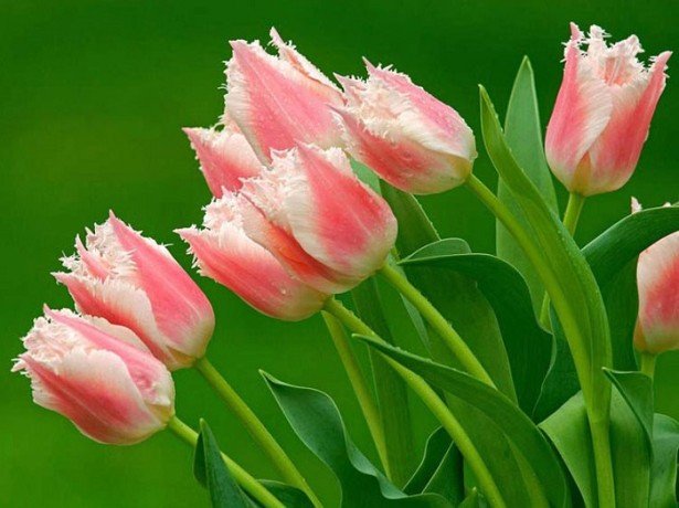 Кольорова палітра тюльпанів-від традиційних червоних до загадкових чорних тюльпанів