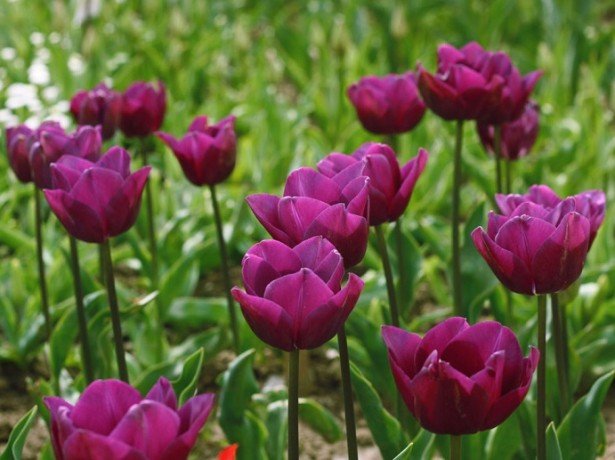 Кольорова палітра тюльпанів-від традиційних червоних до загадкових чорних тюльпанів