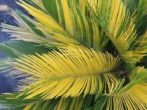 Сагова пальма-гість з мезозойської ери у вашому домі