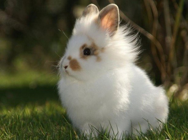 Як забезпечити гідне існування ангорському кролику або представнику іншої породи