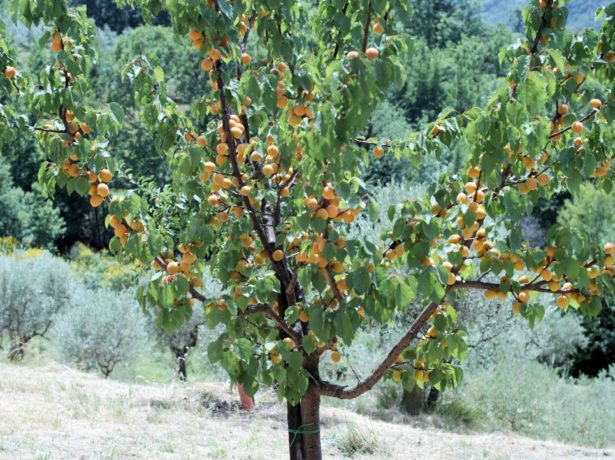 Абрикос фаворит-солодкі і соковиті плоди для всієї родини