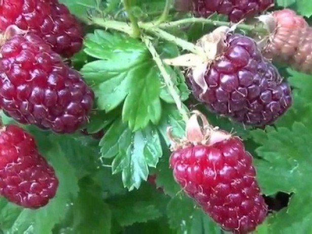 Гібрид малини і полуниці-чи варто їх вирощувати?