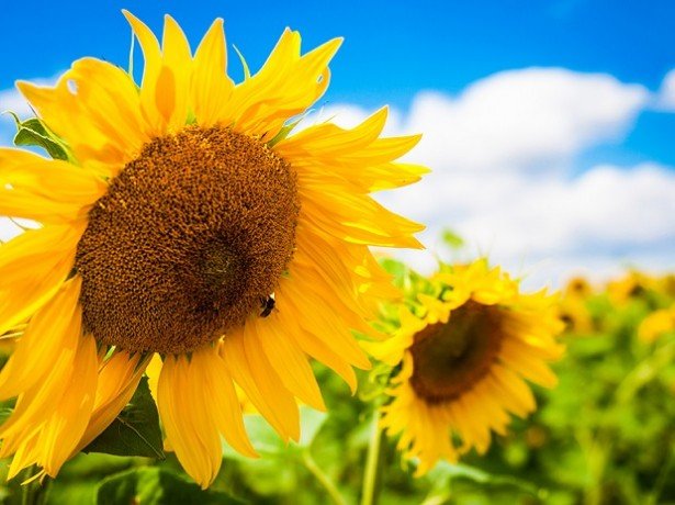 Гібриди соняшнику з найкращими показниками врожайності та стійкості до хвороб