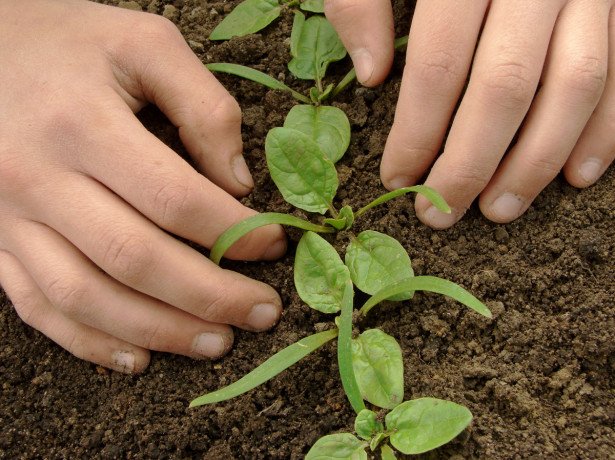 Як садити шпинат насінням-три перевірених способу