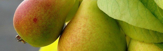 Як зберігати груші в домашніх умовах правильно