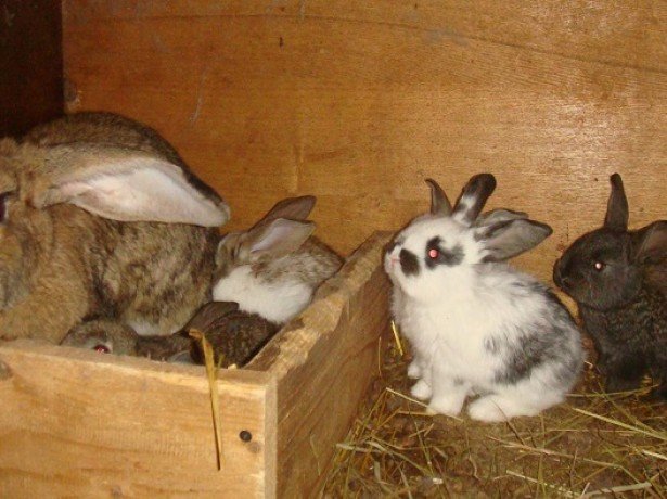 Як визначити вагітність кролиці, підготувати для неї клітку і допомогти в пологах