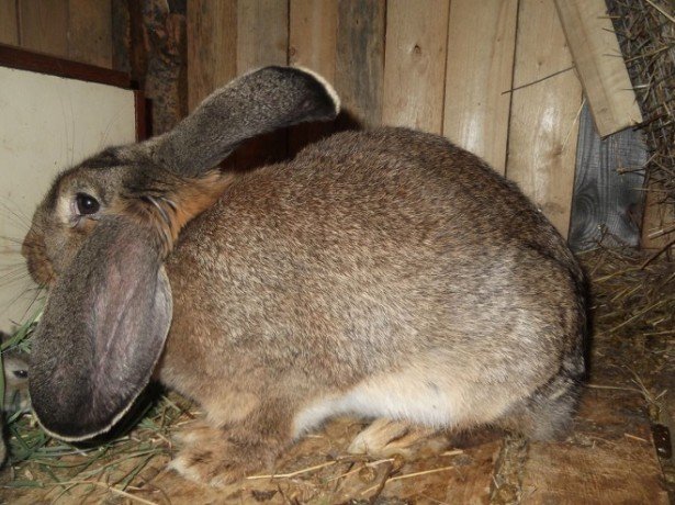 Як визначити вагітність кролиці, підготувати для неї клітку і допомогти в пологах