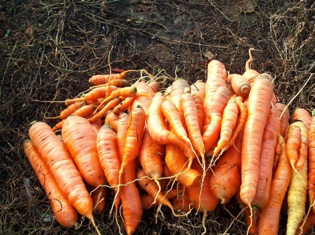 Як визначити оптимальні терміни, коли викопувати морква?
