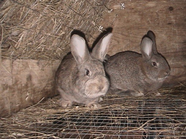 Як визначити стать кролика початківцю кролівникові