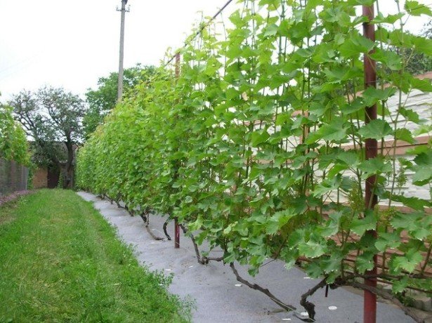 Правильна підрізування винограду або як змусити кущ приносити великі врожаї