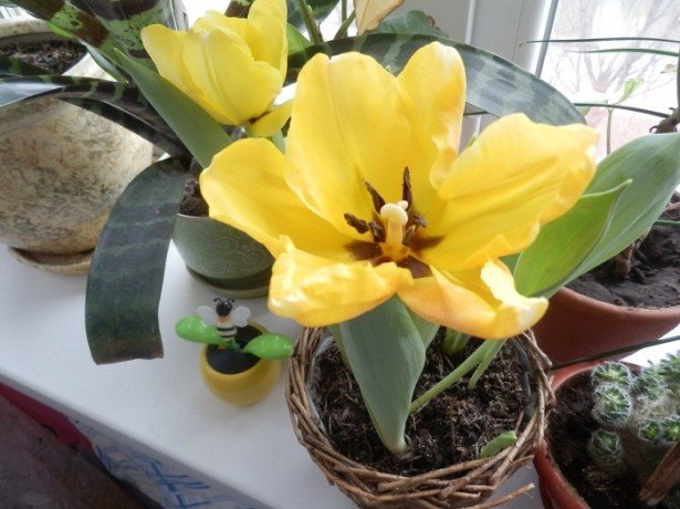 Весняна клумба на балконі – як посадити тюльпани в горщики