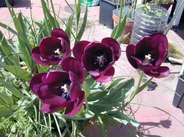 Весняна клумба на балконі – як посадити тюльпани в горщики