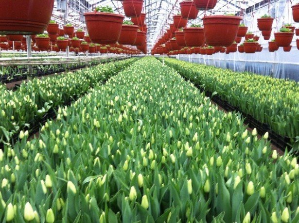 Тепличне вирощування тюльпанів, або як правильно садити тюльпани в умовах теплиці