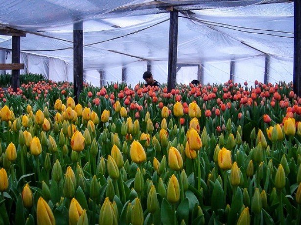 Тепличне вирощування тюльпанів, або як правильно садити тюльпани в умовах теплиці