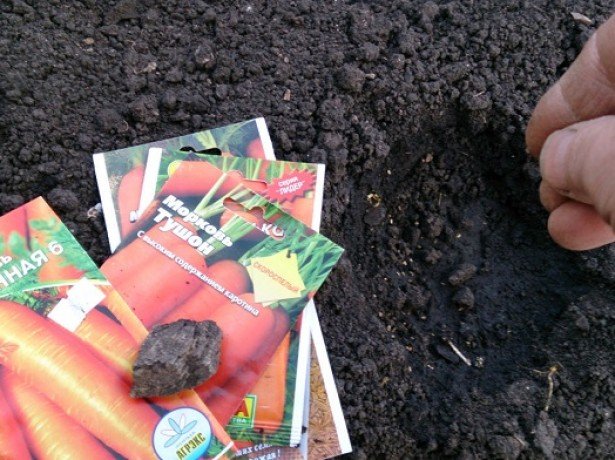 Як правильно садити моркву - від підготовки грунту і насіння до перших сходів