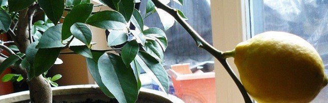 Як прищепити лимон, щоб максимально прискорити його плодоношення