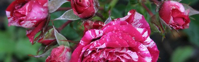 Як продовжити життя квітам з букета: чи можна виростити троянду з живців будинку