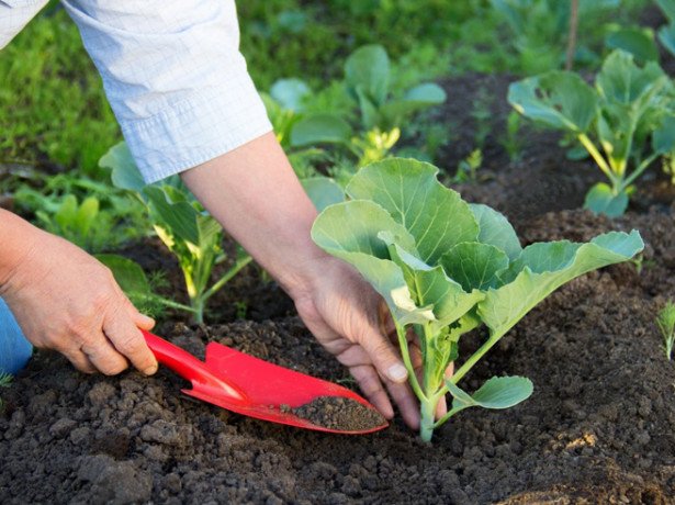 Як садити капусту на розсаду-покрокова інструкція