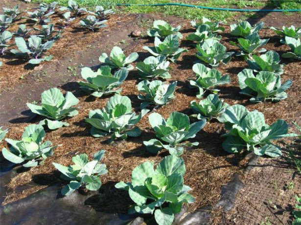Як садити капусту на розсаду-покрокова інструкція